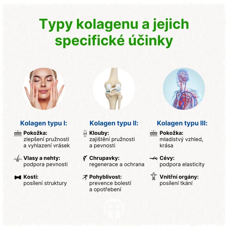Typy kolagenu a jejich specifické účinky